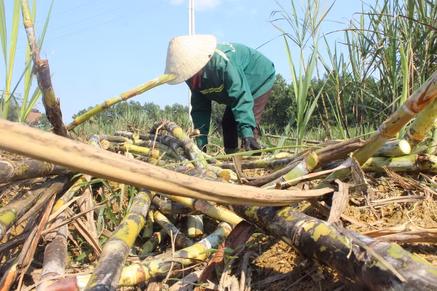 Những ngày cuối năm âm lịch, khi thời tiết bắt đầu chớm heo may, cũng là lúc người dân Thọ Điền bắt đầu thu hoạch mía. Thời điểm này, trên những vùng trồng mía, đâu đâu cũng thấy người dân nhanh tay thu hoạch nguyên liệu để kịp cho ra thị trường những mẻ mật thơm ngon phục vụ dịp Tết.