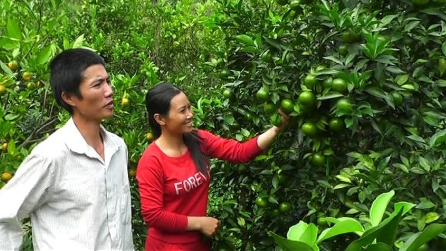 Gia đình anh Nguyễn Văn Đoàn là hộ tiên phong trồng cây ăn quả ở thôn Yên Bình, xã Hưng Thịnh Gia đình anh Nguyễn Văn Đoàn là hộ tiên phong trồng cây ăn quả ở thôn Yên Bình, xã Hưng Thịnh