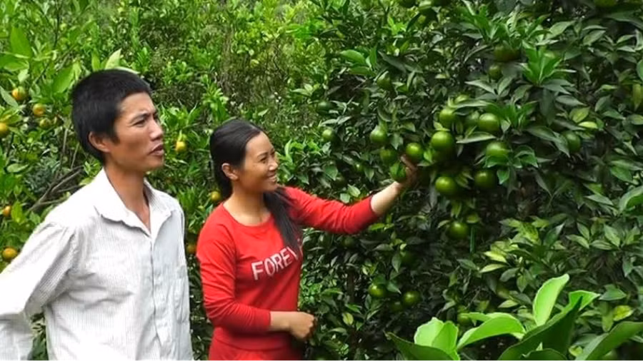 Gia đình anh Nguyễn Văn Đoàn là hộ tiên phong trồng cây ăn quả ở thôn Yên Bình, xã Hưng Thịnh