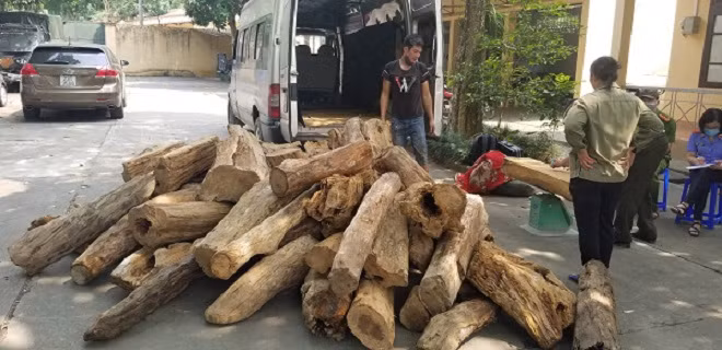 Số lượng gỗ quý hiếm được các đối tượng vận chuyển.