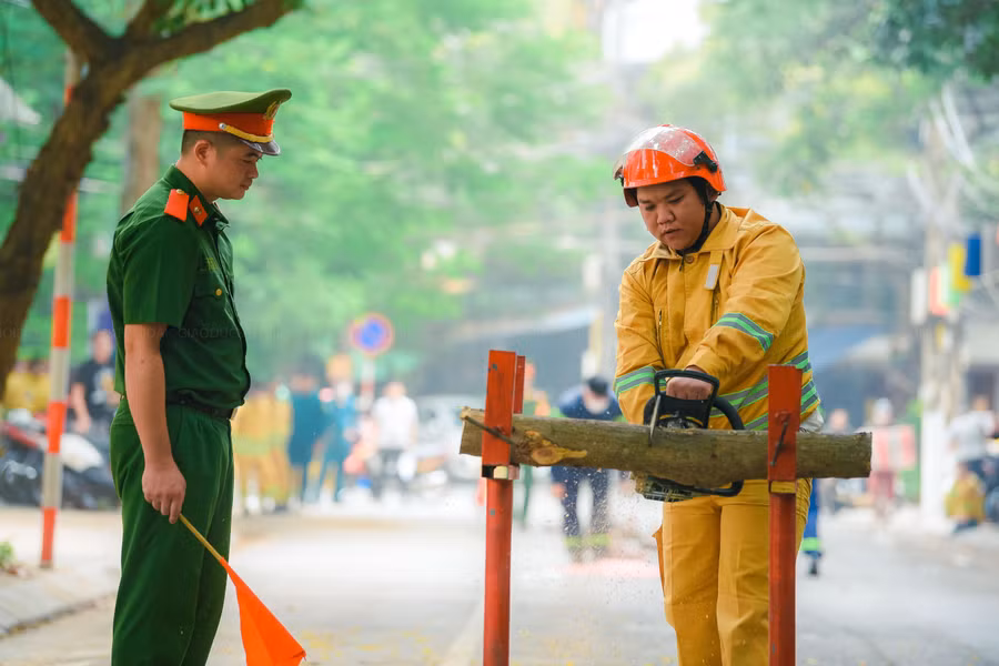 Phần thi cưa cây.