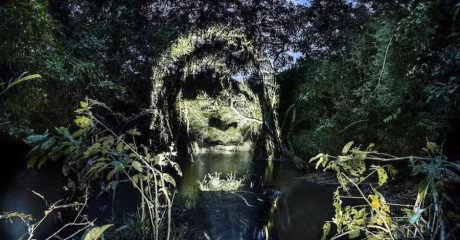 Giat minh nhung guong mat quai di trong rung ram Arizona - Anh 4