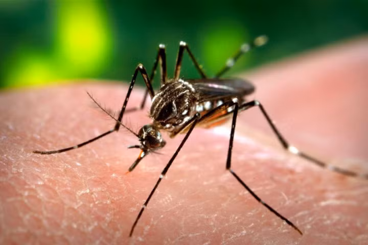 5 lầm tưởng phổ biến về việc chống muỗi đốt