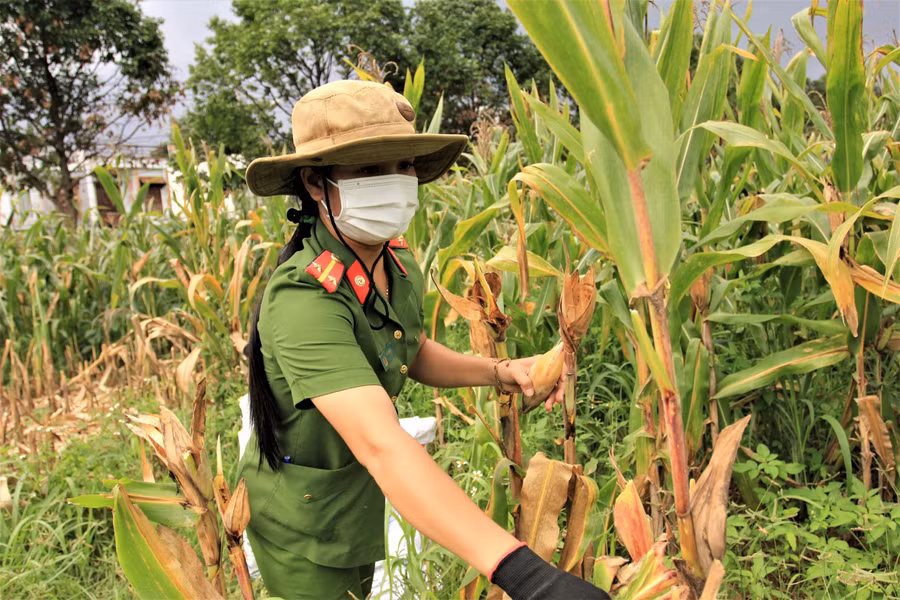 Thanh niên tình nguyện phường Khánh Xuân (TP. Buôn Ma Thuột) giúp dân thu hoạch bắp.