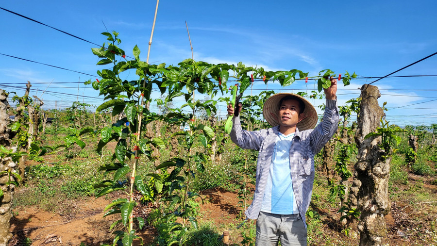 1ha chanh dây có thể cho lợi nhuận từ 400-450 triệu đồng. 1ha chanh dây có thể cho lợi nhuận từ 400-450 triệu đồng.