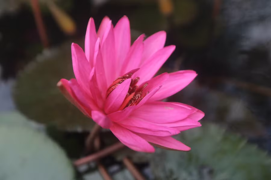 Sắc màu của hoa súng đã tô điểm thêm cho cảnh sắc nơi đây.