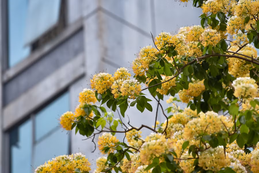 Khi nở, tua nhụy màu tím có hình dáng giống với sợi bún, mỗi chùm hoa giống như một con bún và cả cây hoa thì như 1 rổ bún, bởi vậy người dân nơi đây gọi luôn là cây hoa bún.