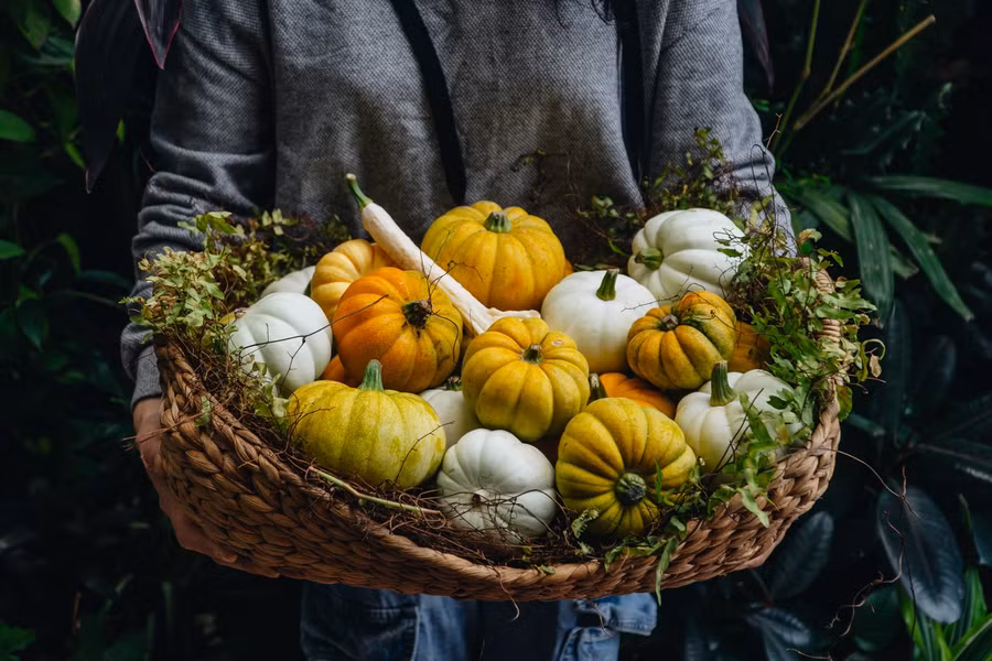Ngoài bí ngô khổng lồ, nhiều khách hàng vẫn lựa chọn bí tầm trung và bí nhỏ với hình thù độc đáo, giá từ 200 nghìn đến 4 triệu đồng/quả.