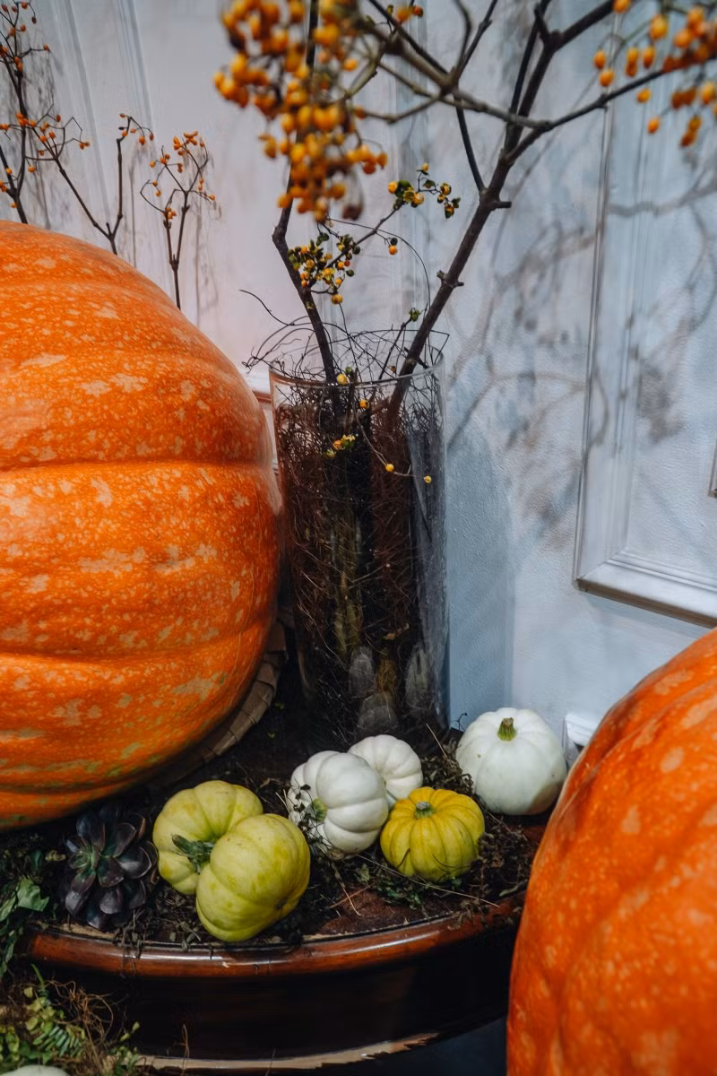 Bí ngô khổng lồ "made in Việt Nam" giá hàng triệu đồng hút khách mùa Halloween ảnh 5