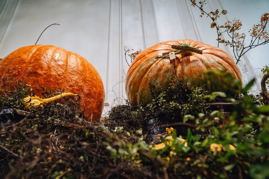 Qua ảnh nhà vườn gửi anh lựa chọn những quả bí đẹp, chất lượng.