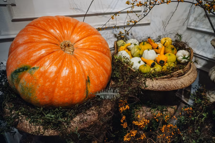 Ngoài bí khổng lồ, cửa hàng anh Khôi vẫn đắt khách với bí tầm trung, bí nhỏ. Từ đầu tháng 10 anh bán được hơn chục quả bí tầm trung nặng từ 10 đến 15 cân, giá từ 2 đến 4 triệu đồng.