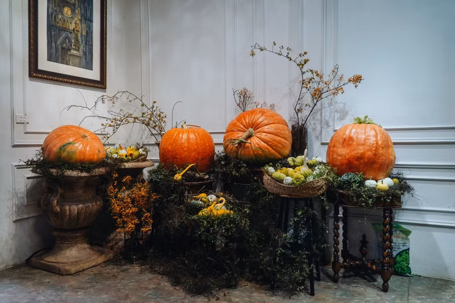 Bí ngô khồng lồ là một giống khác với bí đỏ làm thực phẩm thông thường, được trồng chủ yếu cho thị trường du lịch và trang trí mùa Halloween ở các nước phương Tây, với mong muốn nhận được may mắn và hạnh phúc.