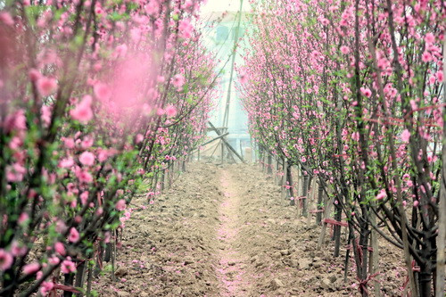 Những luống đào đang chờ cắt tỉa cành. Ảnh, gdtd.vn