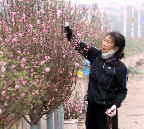 Chi Liên bán hoa đào muộn cho những tao khách từ Tết đến giờ. Ảnh, gdtd.vn