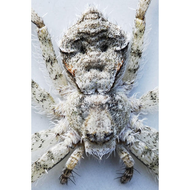 This rare spider with what looks like a human face on its back was found on the Arne Nature Reserve in Poole, the first one found in 35 years