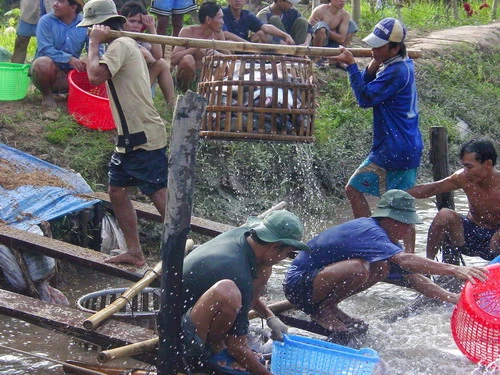 Cá tra tiếp tục &quot;đội giá&quot; do khan hiếm