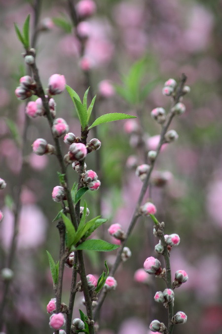 Những nụ đào chúm chím. Ảnh, gdtd.vn