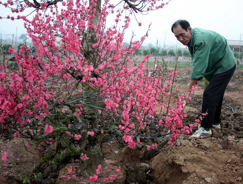 Anh Phương đang bón cho gốc đào quý của mình những xẻng đất phù sa màu mỡ. Ảnh, gdtd.vn
