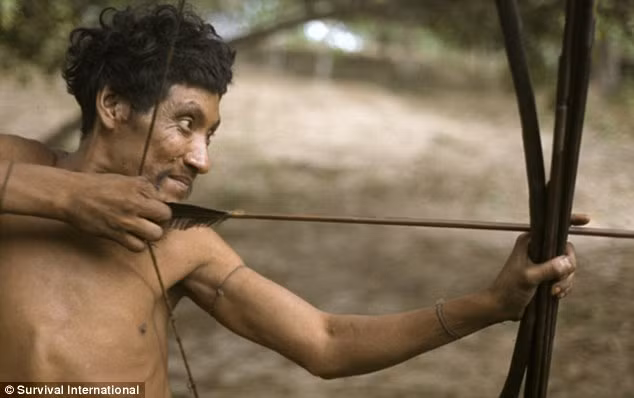 What to hunt? With the trees being chopped down illegally the Awá main sources of food - fruit and animals - are in increasingly short supply Read more: http://www.dailymail.co.uk/news/article-1356933/Amazon-images-Pictures-Aw-tribe-work-play.html#ixzz1DziQMSty