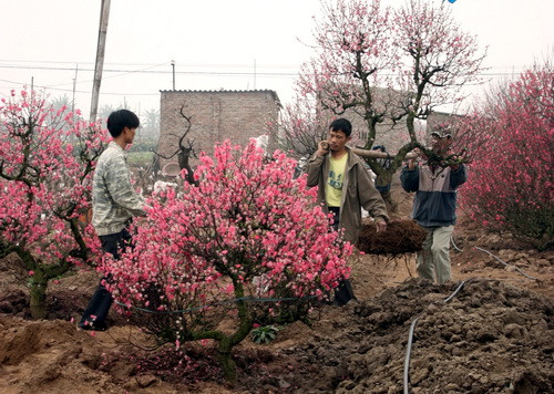 Người Nhật Tân đang thu hồi những cây đào cho thuê trước Tết để trồng lại trong vườn. Ảnh, gdtd.vn