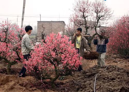 Người Nhật Tân đang thu hồi những cây đào cho thuê trước Tết để trồng lại trong vườn. Ảnh, gdtd.vn