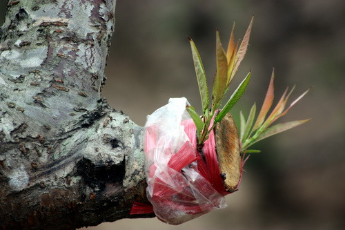 Những mần xanh hy vọng bắt đầu nhú ra trên các gốc đào cổ thụ. Ảnh, gdtd.vn