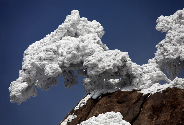 A snow-covered pine tree on a cliff in the Yellow Mountain (Huang Shan Mountain), Anhui Province, east China