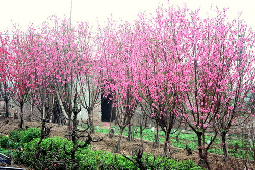 Những vườn hoa đào mãn khai ở làng Nhật Tân. Ảnh, gdtd.vn