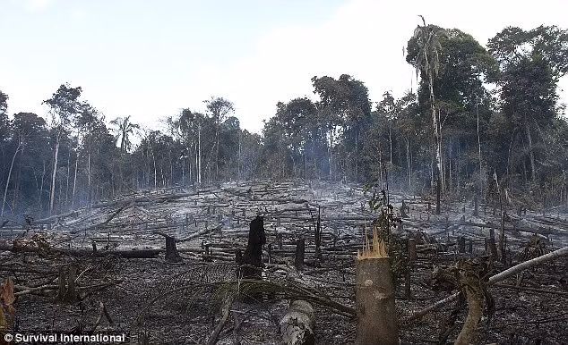 The tribe, of which there are about 360, rely on the Amazon forest, but it is being chopped away by the loggers and other settlers Read more: http://www.dailymail.co.uk/news/article-1356933/Amazon-images-Pictures-Aw-tribe-work-play.html#ixzz1Dzj8uEIQ