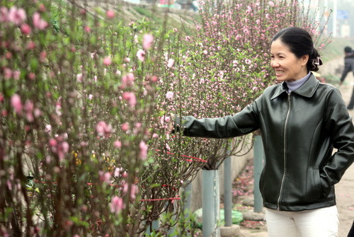 Người phụ nữ này là người làng Nhật Tân nhưng trước vẻ đẹp của hoa đào muộn cũng phải suýt xoa. Ảnh, gdtd.vn