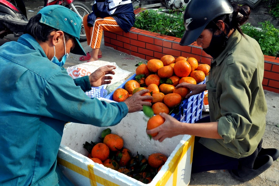 Hà Tĩnh: Cam bù tấp nập xuống chợ, giá cao vẫn không đủ hàng để bán