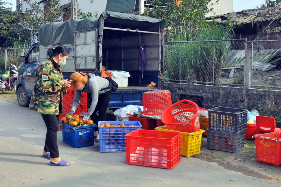 Cam bù hiện được người dân trong và ngoài tỉnh biết đến và tìm mua mỗi khi Tết đến Xuân về.