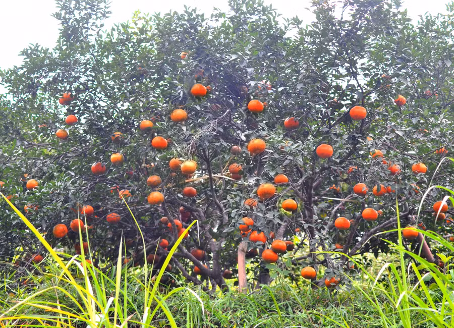 Toàn tỉnh Hà Tĩnh có hơn 1.300ha cam bù tập trung chủ yếu ở huyện Hương Sơn và Vũ Quang.