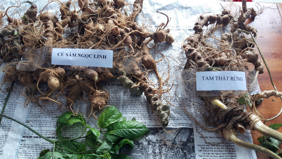 Gian hàng trưng bày sâm Ngọc Linh thật, giả để khách hàng phân biệt.
