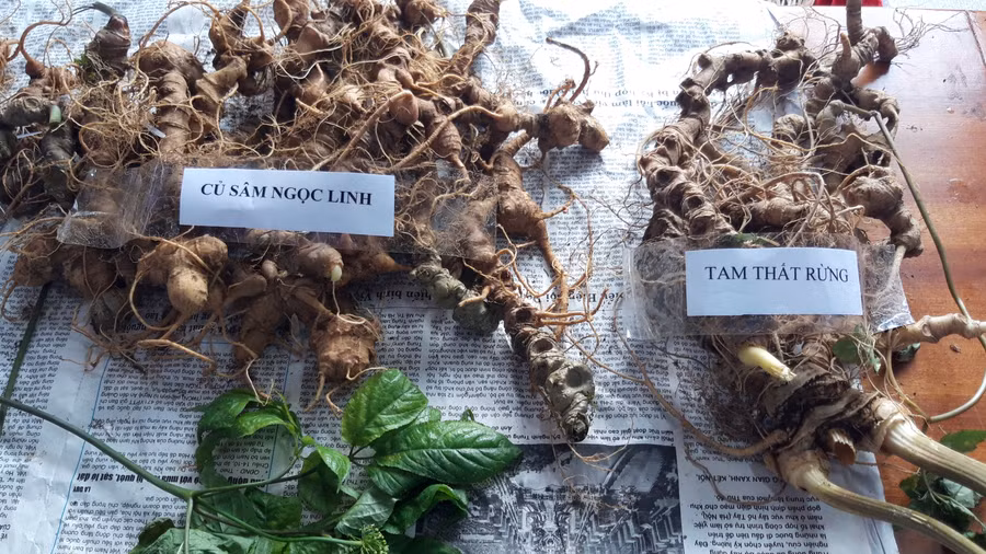 Gian hàng trưng bày sâm Ngọc Linh thật, giả để khách hàng phân biệt.