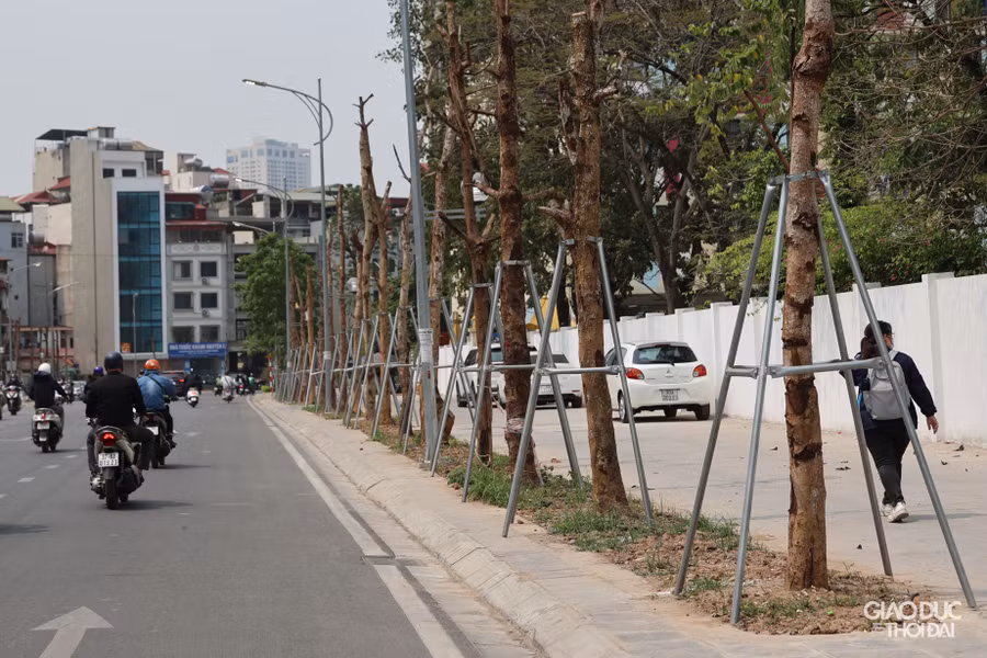 Thậm chí nhiều thân cây lớp vỏ đã bị bong tróc, thiếu sức sống, gây mất cảnh quan trên tuyến đường mới mở.