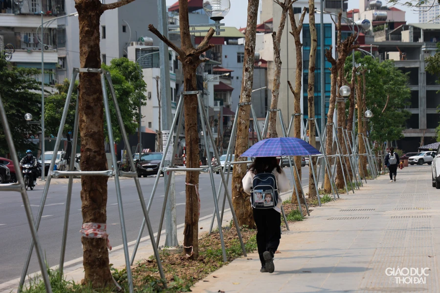 Hàng loạt cây như củi khô trên đường Huỳnh Thúc Kháng kéo dài