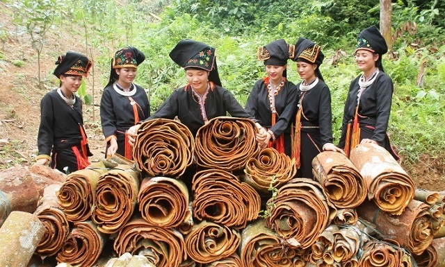Cây quế, một trong những loại lâm sản tạo thu nhập cho người dân xã Đại Sơn. Cây quế, một trong những loại lâm sản tạo thu nhập cho người dân xã Đại Sơn.