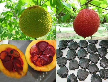 Bài thuốc chữa bệnh cực tốt từ hạt gấc bạn nên biết - Ảnh 1 Bai thuoc chua benh cuc tot tu hat gac ban nen biet - Anh 1
