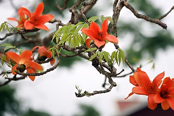 Mách bạn bài thuốc hay từ cây hoa gạo