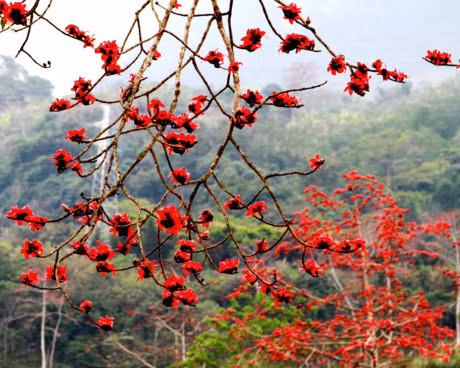 Mach ban bai thuoc hay tu cay hoa gao - Anh 3