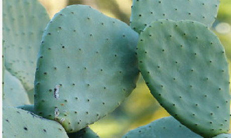 Kiểm soát bệnh tiểu đường bằng lá xương rồng và hoa dâm bụt - Ảnh 1 Kiem soat benh tieu duong bang la xuong rong va hoa dam but - Anh 1