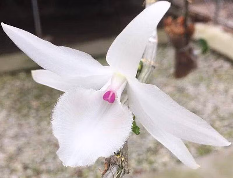 Bỏ tiền tỷ mua lan đột biến, 4 người nhẹ dạ rủ nhau đến công an trình báo