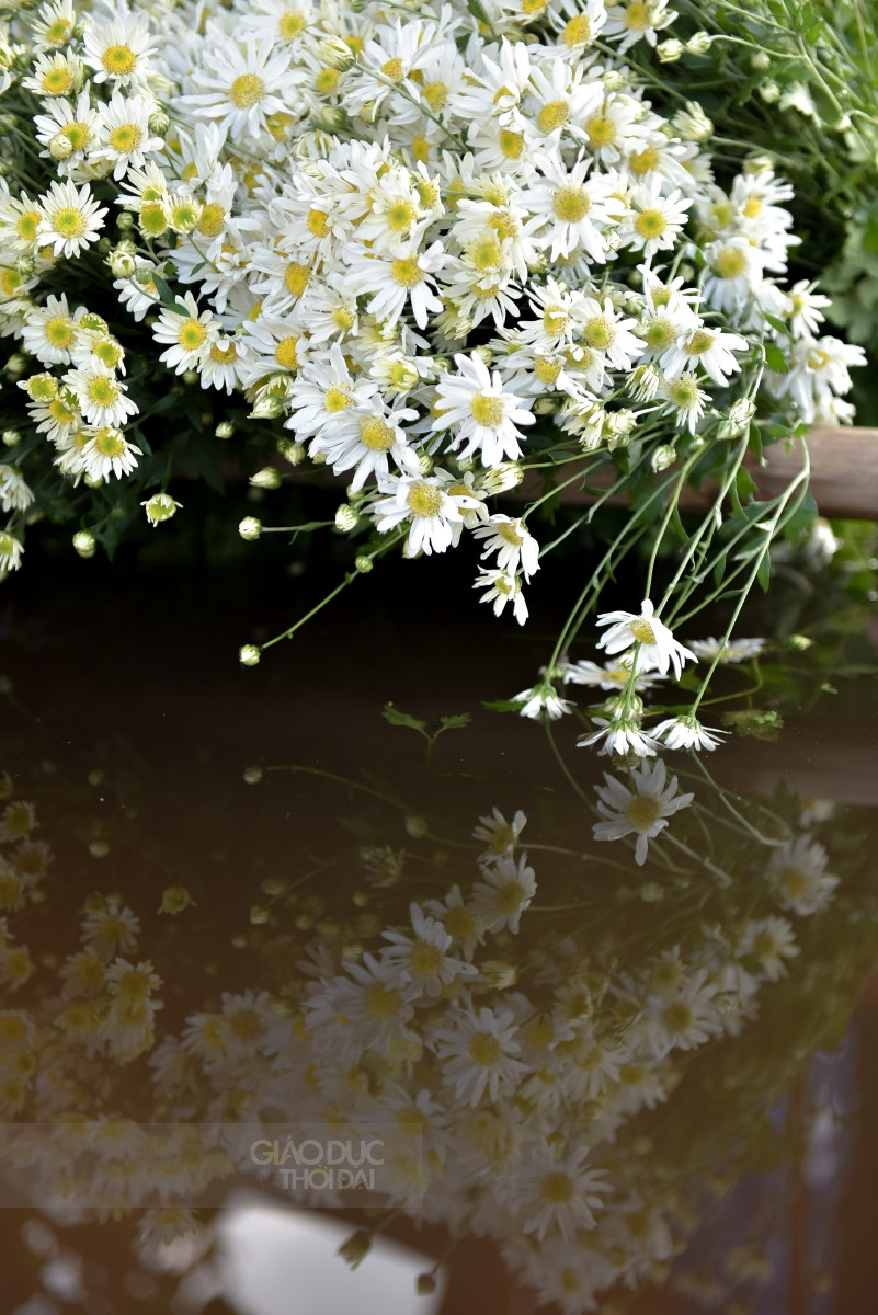 Dù là ai cũng chẳng thể phủ nhận những ngày có cúc họa mi, Hà Nội đẹp đến ngỡ ngàng.