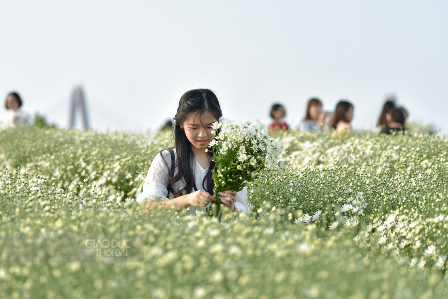Nhiều bạn trẻ tìm đến vườn cúc hoạ mi hay lên ý tưởng chụp cho mình những bộ ảnh đẹp lưu giữ những khoảnh khắc.