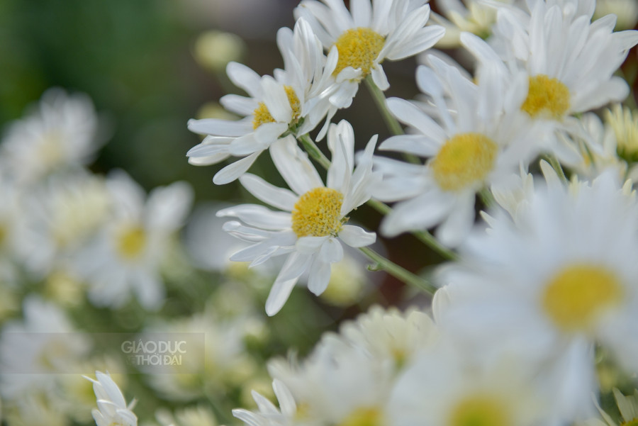 Tháng 11 "hẹn hò" với mùa hoa cúc họa mi Hà Nội ảnh 7