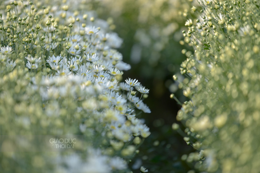Hà Nội mùa nào cũng có hoa đẹp, tháng nào cũng có loại hoa đặc trưng.