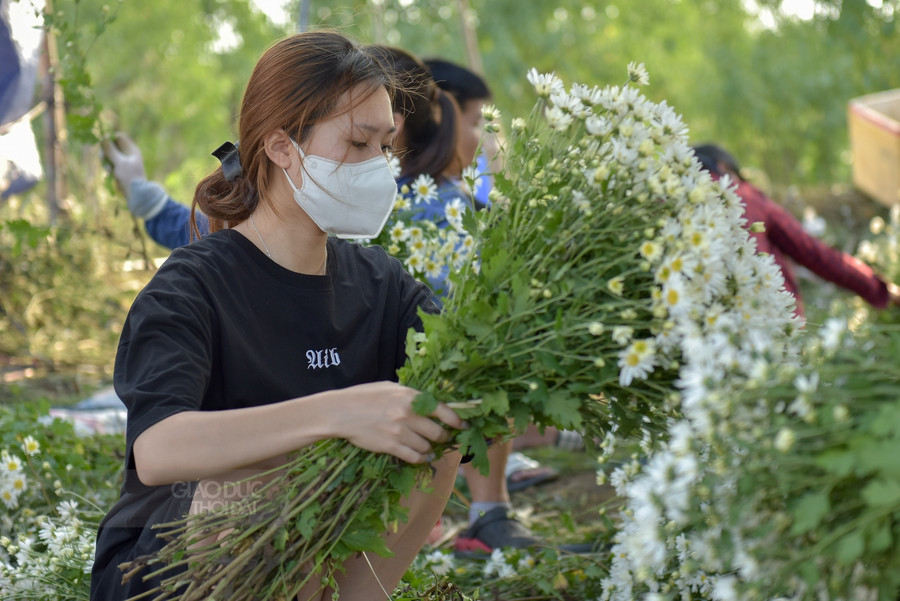 Tháng 11 "hẹn hò" với mùa hoa cúc họa mi Hà Nội ảnh 4
