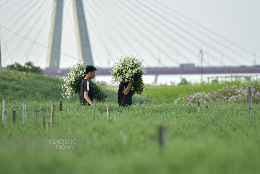 Tháng 11, khi những cơn gió lạnh dần về, cũng là lúc những bông cúc hoạ mi bắt đầu nở.