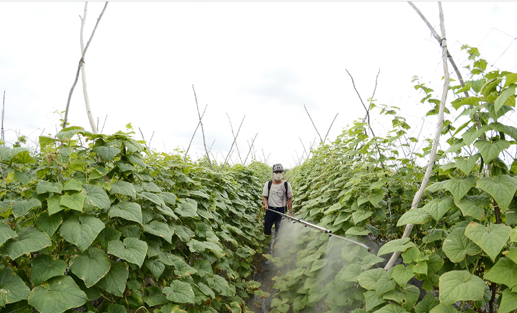 Nông dân huyện Giồng Riềng cải tạo đất kém hiệu quả sang trồng màu, cây ăn trái mang lại thu nhập cao.